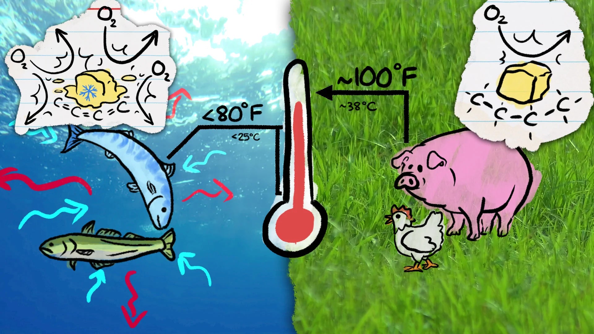 MinuteFood partnership illustration showing comparison between fish and meat