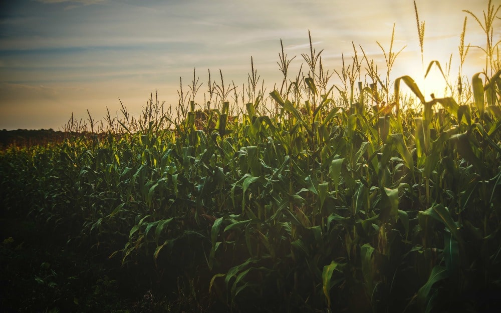 The Science of Sustainability