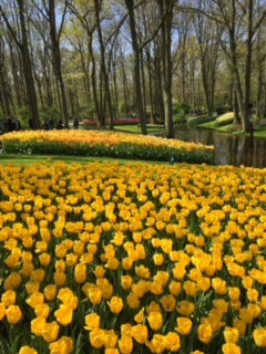 Yellow tulips in a botanical garden on a shiny day