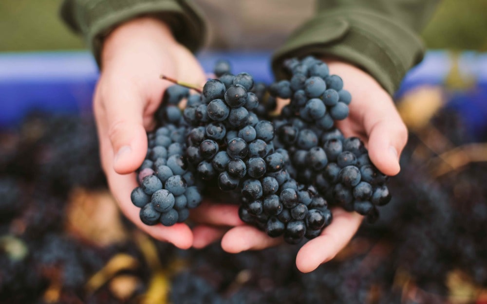 A kid holding a handful of black berries 